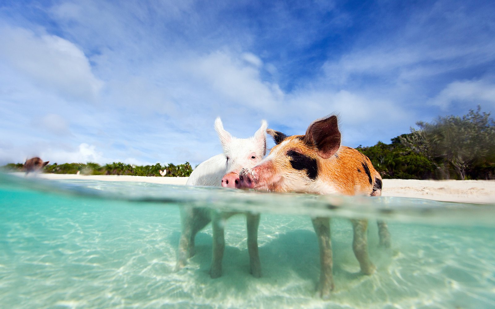 Swimming-pigs-exuma-57f66eb38c73a